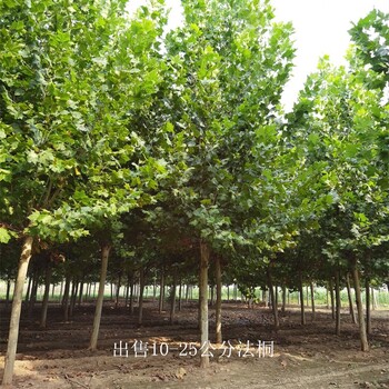 18公分法桐價格,好養易活