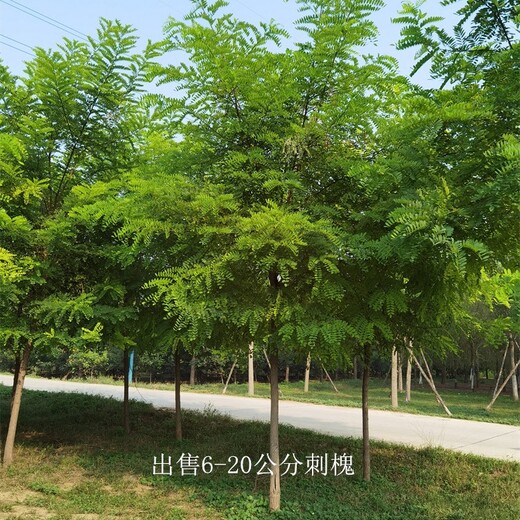 浙江嘉興刺槐樹
