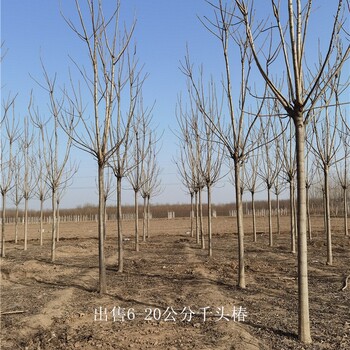 世澤園林-基地種植-千頭椿基地-隨選隨挖-主打產品