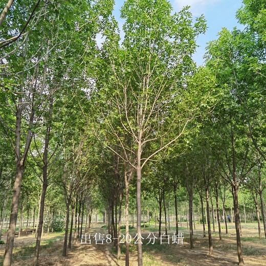 出售白蠟-公平競爭-白蠟供應基地-公平合理
