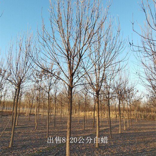 八公分白蠟-顧客至上-8公分白蠟-誠信服務(wù)