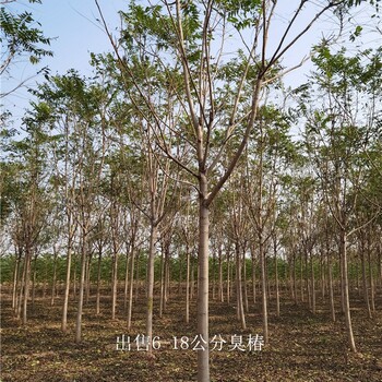 新疆阿克蘇臭椿報價,多種規(guī)格