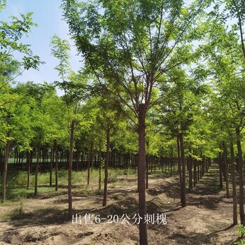 遼寧鐵嶺刺槐樹