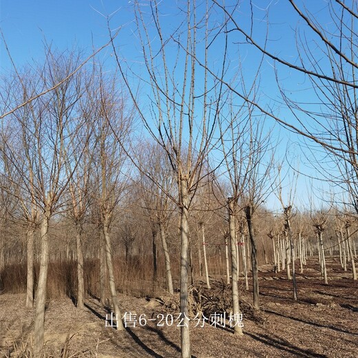 重庆涪陵刺槐供应,白花刺槐