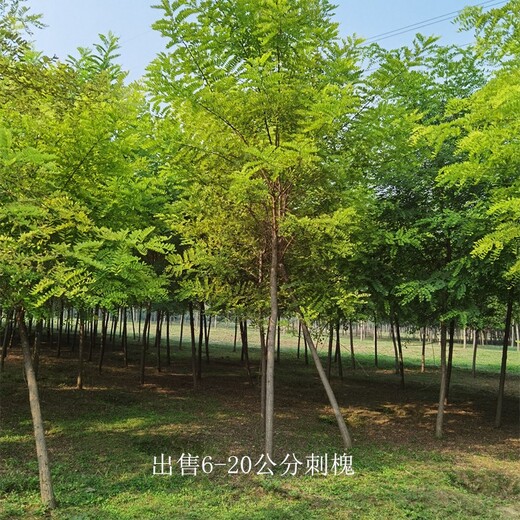 新疆克拉瑪依刺槐基地,洋槐樹(shù)