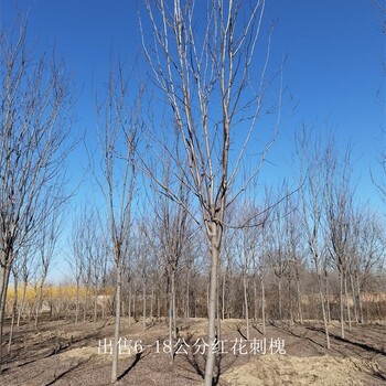 新疆克拉玛依红花刺槐基地,红花洋槐