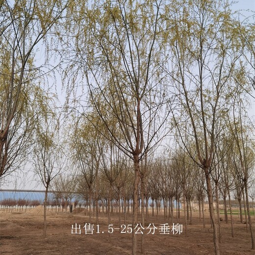 速生垂柳價(jià)格,那里有柳樹(shù),觀(guān)賞性強,樹(shù)苗基地