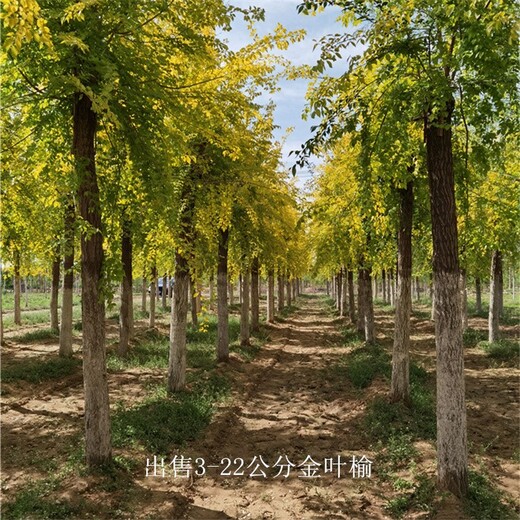 世澤園林-園林綠化-矮接金葉榆-移栽苗-逐株選苗