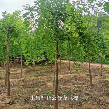龍爪槐樹(shù)苗