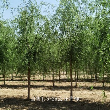 寧夏石嘴山22公分垂柳供應,柳樹