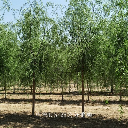 河南洛陽垂柳報(bào)價(jià)