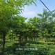 四川刺槐圖