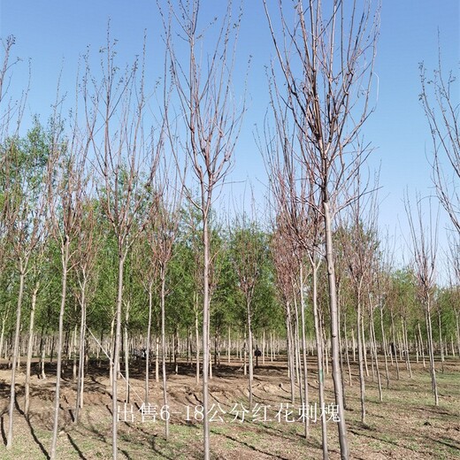 湖北恩施红花刺槐基地