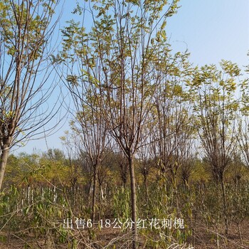 福建南平红花刺槐出售,红花洋槐