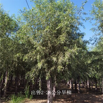 甘肅金昌旱柳,青皮柳