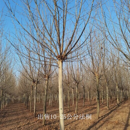 新疆塔城法桐報價,好養(yǎng)易活
