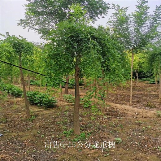 垂槐龍爪槐-公司加農(nóng)戶-世澤園林-枝繁葉茂-技術(shù)指導(dǎo)