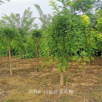 世澤園林-公路綠化-龍爪槐規格-一站式采購-全國配送