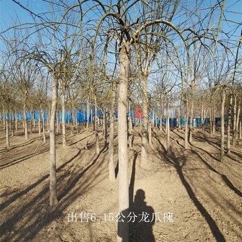 世澤園林-買方驗貨-6公分龍爪槐-提供種植技術
