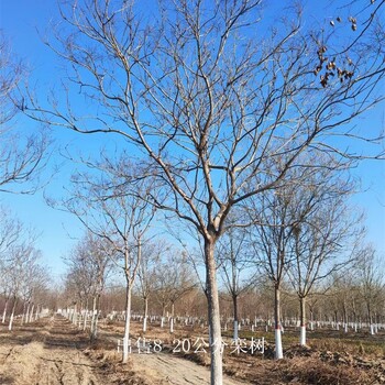 內(nèi)蒙古巴彥淖爾欒樹供應,苗圃好貨
