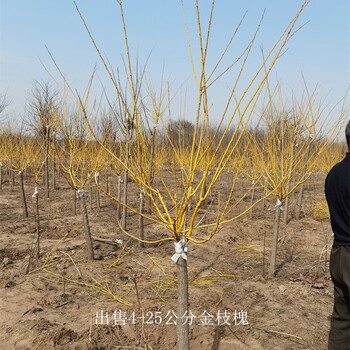 世澤園林-苗木花卉-6公分金枝槐基地-帶球直發(fā)