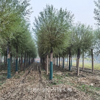云南曲靖饅頭柳基地,景觀價值高