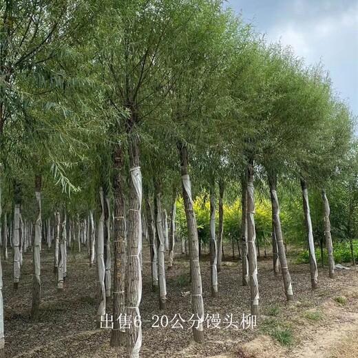 饅頭柳批發(fā)-質(zhì)量-綠化種植
