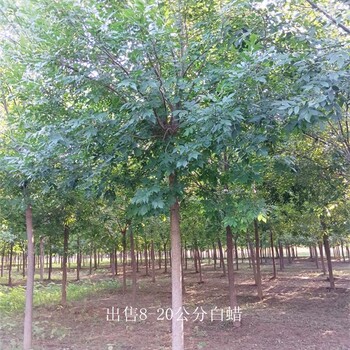 15公分白蠟供應(yīng),景觀苗木