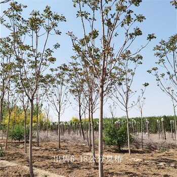 基地出售,世澤園林,大量供貨,14公分臭椿