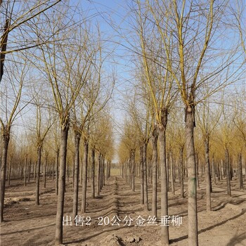 22公分金絲垂柳基地