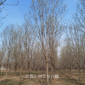 青海果洛白蠟出售,樹形美觀