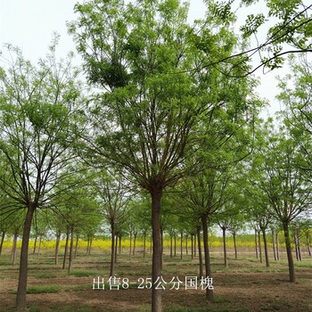 重慶江津國槐出售,金枝國槐