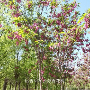 重庆沙坪坝香花槐产地,红花槐