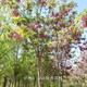 香花槐報價圖