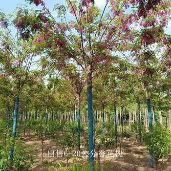 西藏香花槐,红花槐