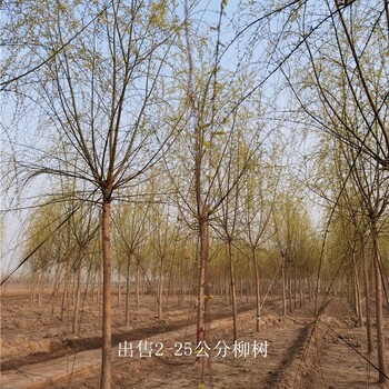 16公分柳樹價(jià)格-柳樹價(jià)錢-起苗裝車-工程