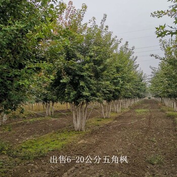 重慶巴南五角楓報(bào)價(jià),叢生五角楓