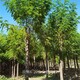 香花槐報價(jià)圖