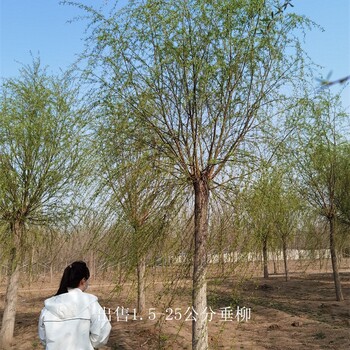 重庆合川垂柳供应,青皮垂柳