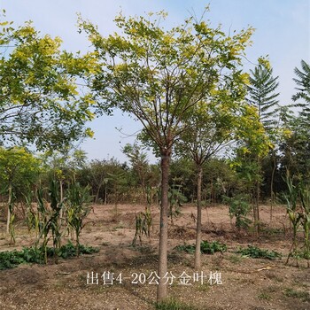 金葉槐樹-種植基地-世澤園林-實地看苗-鮮活易養