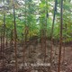 火炬樹出售圖