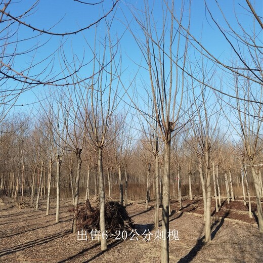 福建漳州18公分刺槐基地