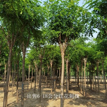 栽培基地-世泽园林-鲜活易养-17公分红花刺槐