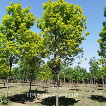 世澤園林-10公分金葉白蠟-基地現挖-貨源充足