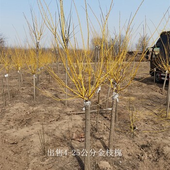重慶開縣金枝槐供應,樹大型好