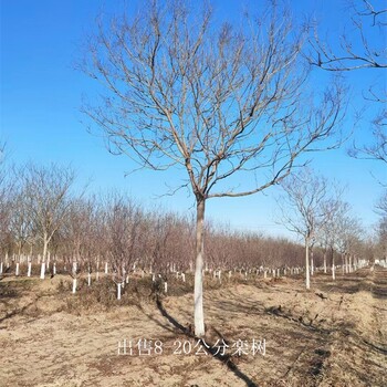 世澤園林,基地出售,欒樹(shù)基地,露地栽培,以樹(shù)結緣