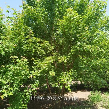 山西陽泉五角楓報價,叢生五角楓