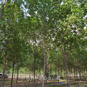 13公分白蠟產(chǎn)地,樹(shù)形美觀