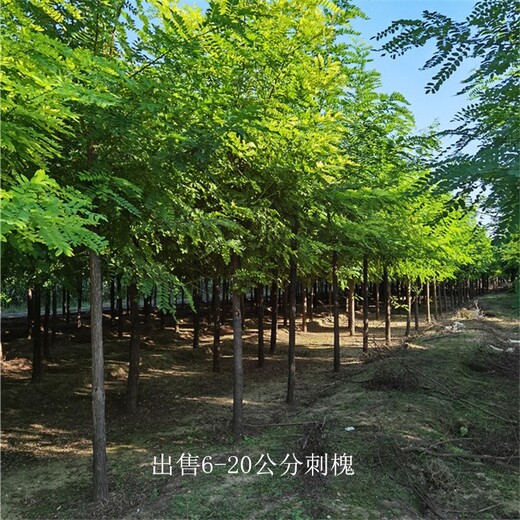 江西景德鎮(zhèn)刺槐供應