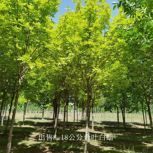 江蘇鎮(zhèn)江金葉白蠟樹苗,金枝白蠟